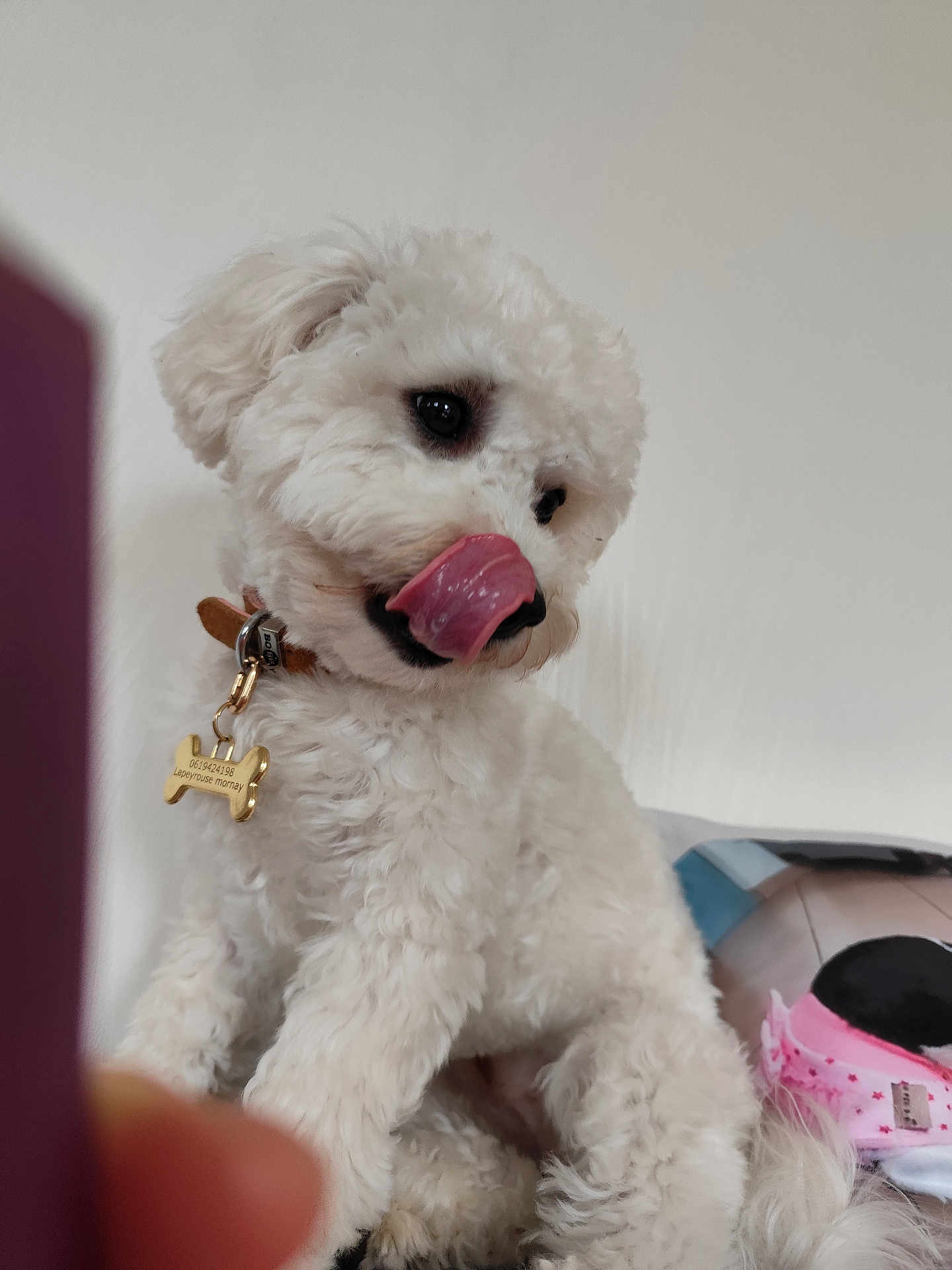 Neige participe au concours pour gagner de l'argent avec cette photo : dog, white, fluffy, tongue, licking, collar, tag, pet, cute, animal, indoor, fur, small_dog, portrait, canine, companion, paw, sitting, expression, closeup