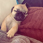 Buick is registered to the contest to win money with this photo: animal, blanket, comfort, cozy, cute, cute_puppy, dog, face, fur, indoors, peaceful, pet, pillow, puppy, relaxing, rest, sleeping, small_dog, snuggled, soft