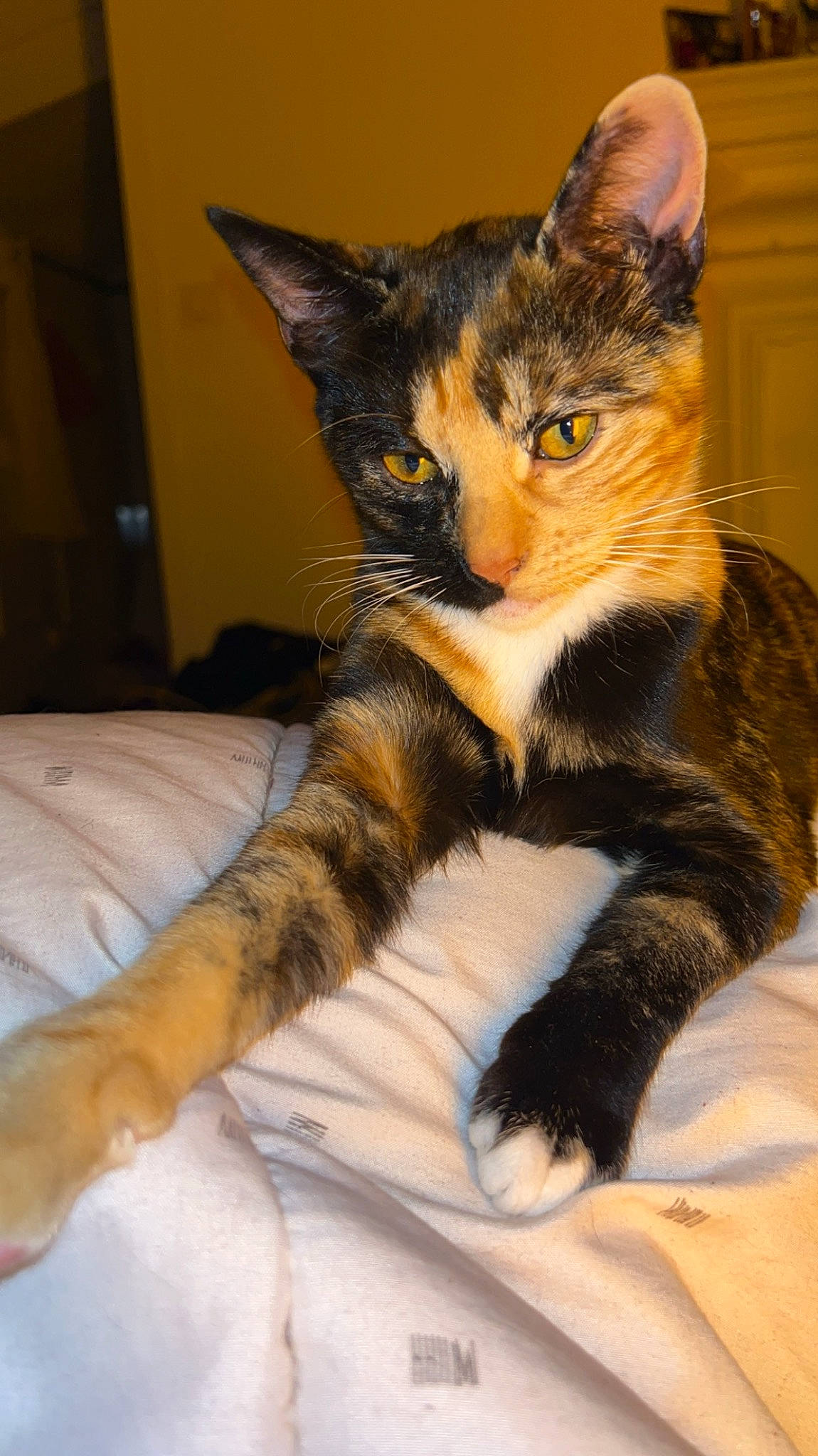 Freyja participe au concours pour gagner de l'argent avec cette photo : carnivore, cat, claw, comfort, domestic_short_haired_cat, felidae, fur, iris, leg, paw, sitting, small_to_medium_sized_cats, snout, tail, terrestrial_animal, toe, whiskers, wildlife