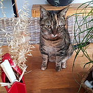 Tika participe au concours pour gagner de l'argent avec cette photo : animal, brown, cat, closeup, curious, decor, domestic, furniture, green, home, houseplant, indoor, pet, plant, sitting, still_life, tabby, vase, wicker, wooden_table