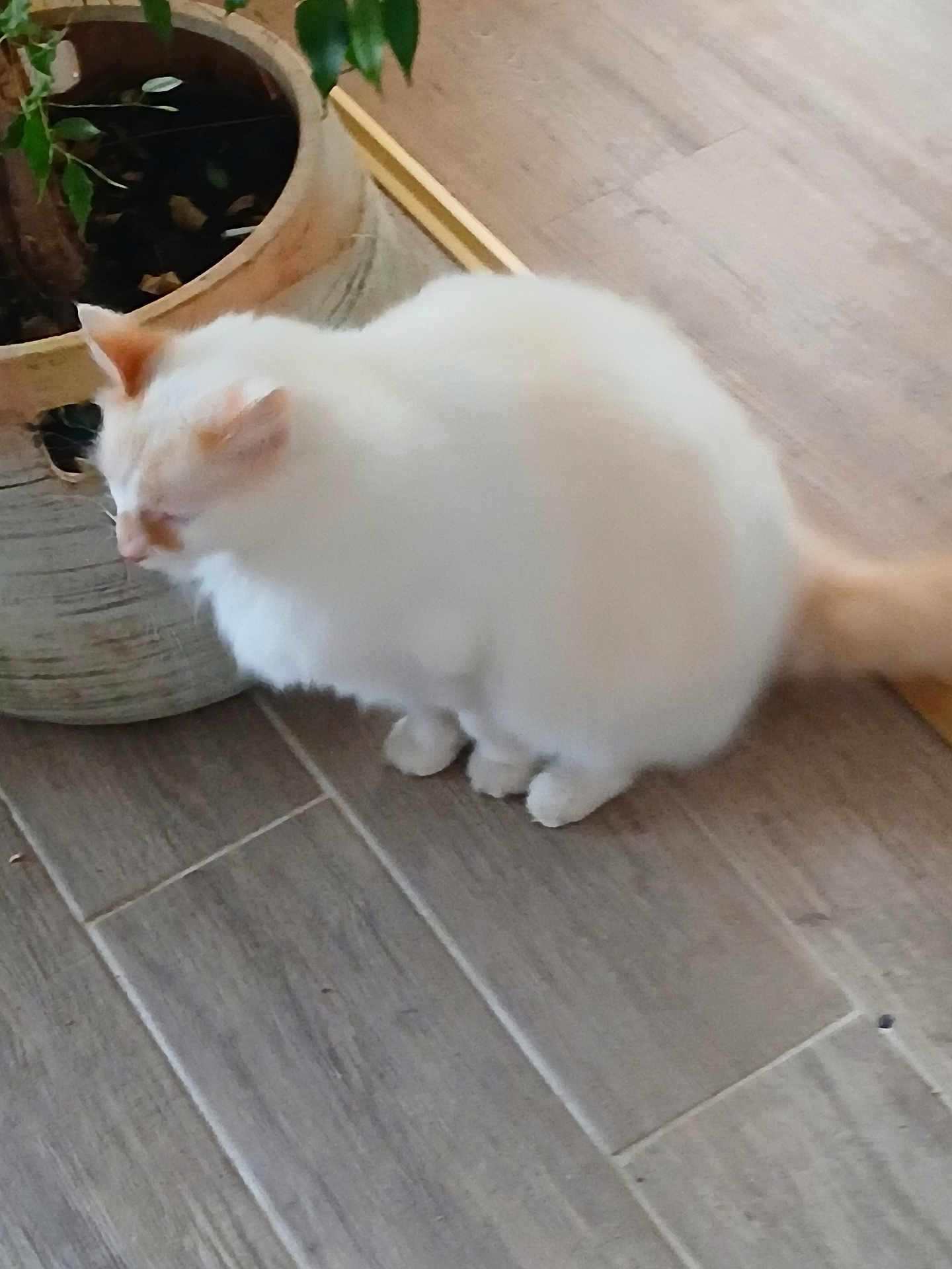 Myiou participe au concours pour gagner de l'argent avec cette photo : cat, white_cat, orange_patches, fluffy, plant_pot, indoor, wooden_floor, pet, animal, feline, domestic_cat, sitting, relaxed, houseplant, floor_tiles, closeup, fur, whiskers, tail, blurred