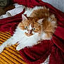 cat, fluffy_cat, orange_and_white, blanket, red_blanket, yellow_surface, indoor, pet, animal, fur, relaxed, cozy, looking_at_camera, whiskers, cute, domestic_cat, resting, soft_texture, home, comfort