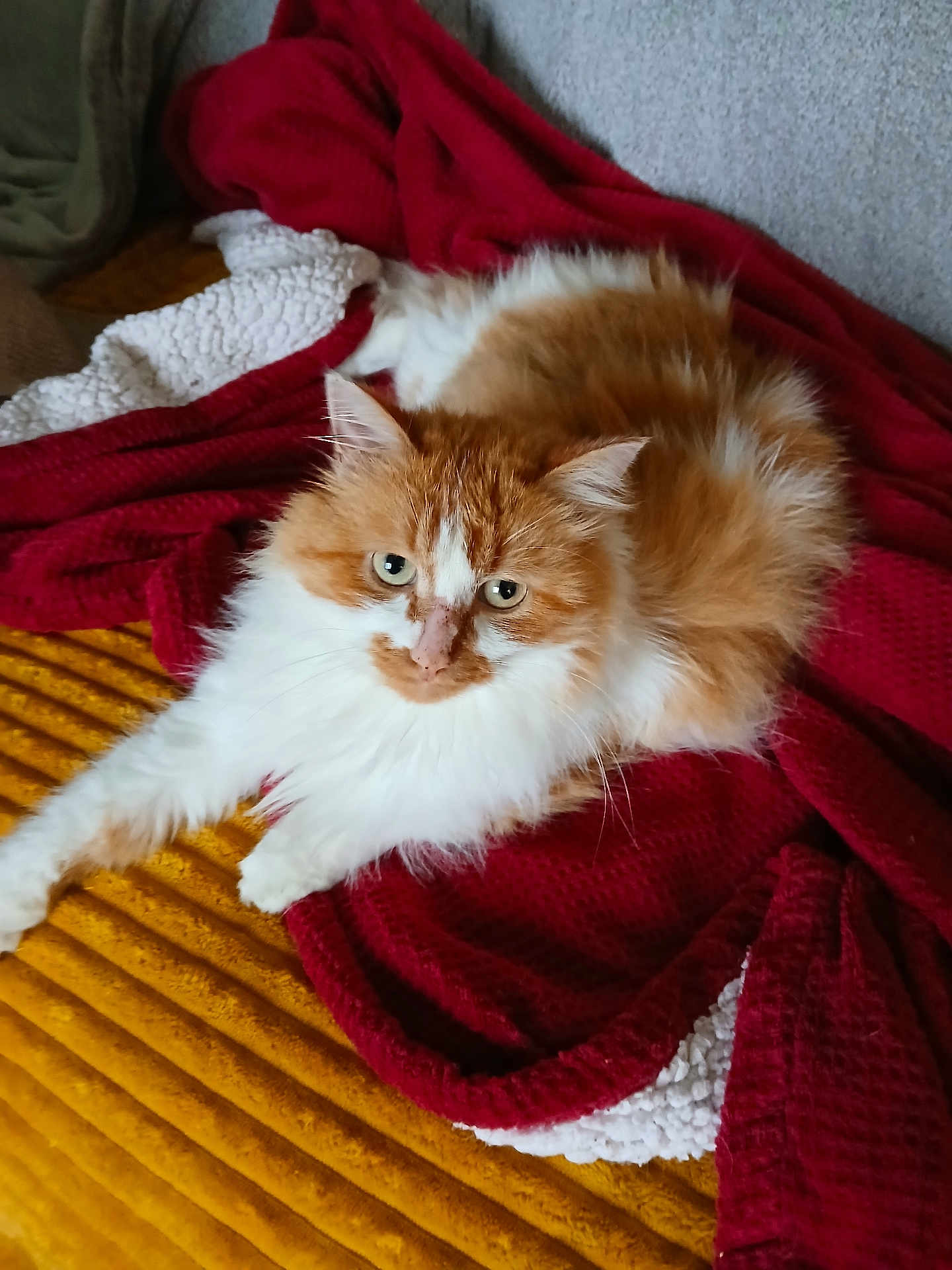 Petit Q participe au concours pour gagner de l'argent avec cette photo : cat, fluffy_cat, orange_and_white, blanket, red_blanket, yellow_surface, indoor, pet, animal, fur, relaxed, cozy, looking_at_camera, whiskers, cute, domestic_cat, resting, soft_texture, home, comfort