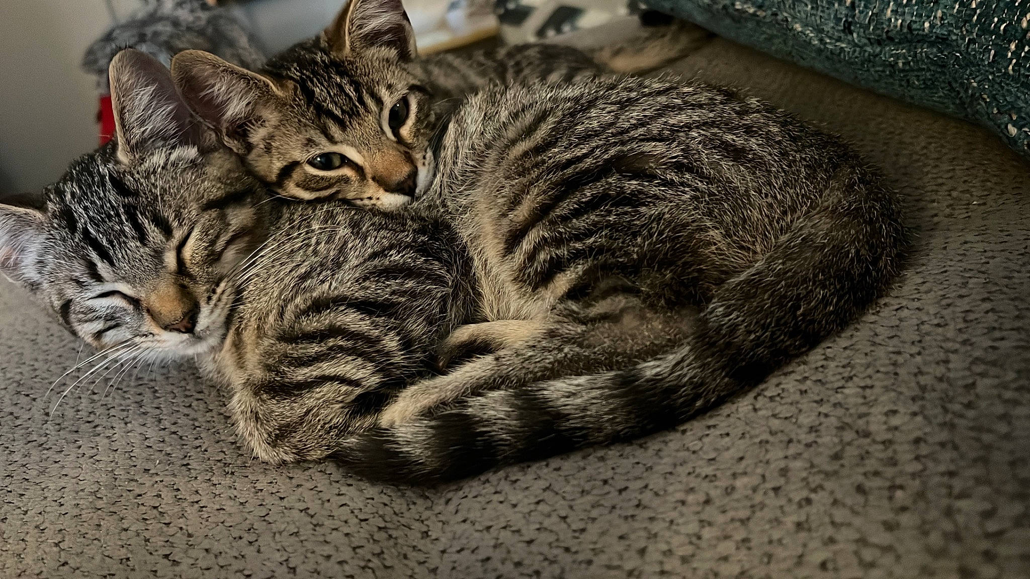 Jeffery And Louie joined the competition — help win amazing prizes! carnivore, cat, claw, comfort, domestic_short_haired_cat, eye, felidae, fur, grey, nap, paw, sitting, sleep, small_to_medium_sized_cats, snout, tail, terrestrial_animal, tree, whiskers, wildlife