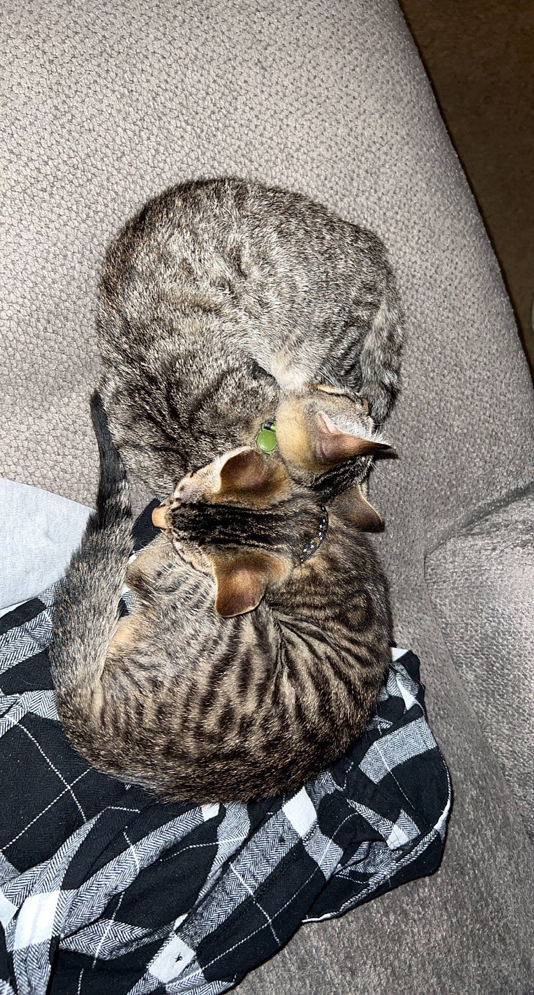 Jeffery And Louie joined the competition — help win amazing prizes! canidae, carnivore, cat, comfort, domestic_short_haired_cat, felidae, flooring, fur, grass, grey, hat, monochrome, sitting, small_to_medium_sized_cats, snout, still_life_photography, tail, terrestrial_animal, whiskers, wildlife