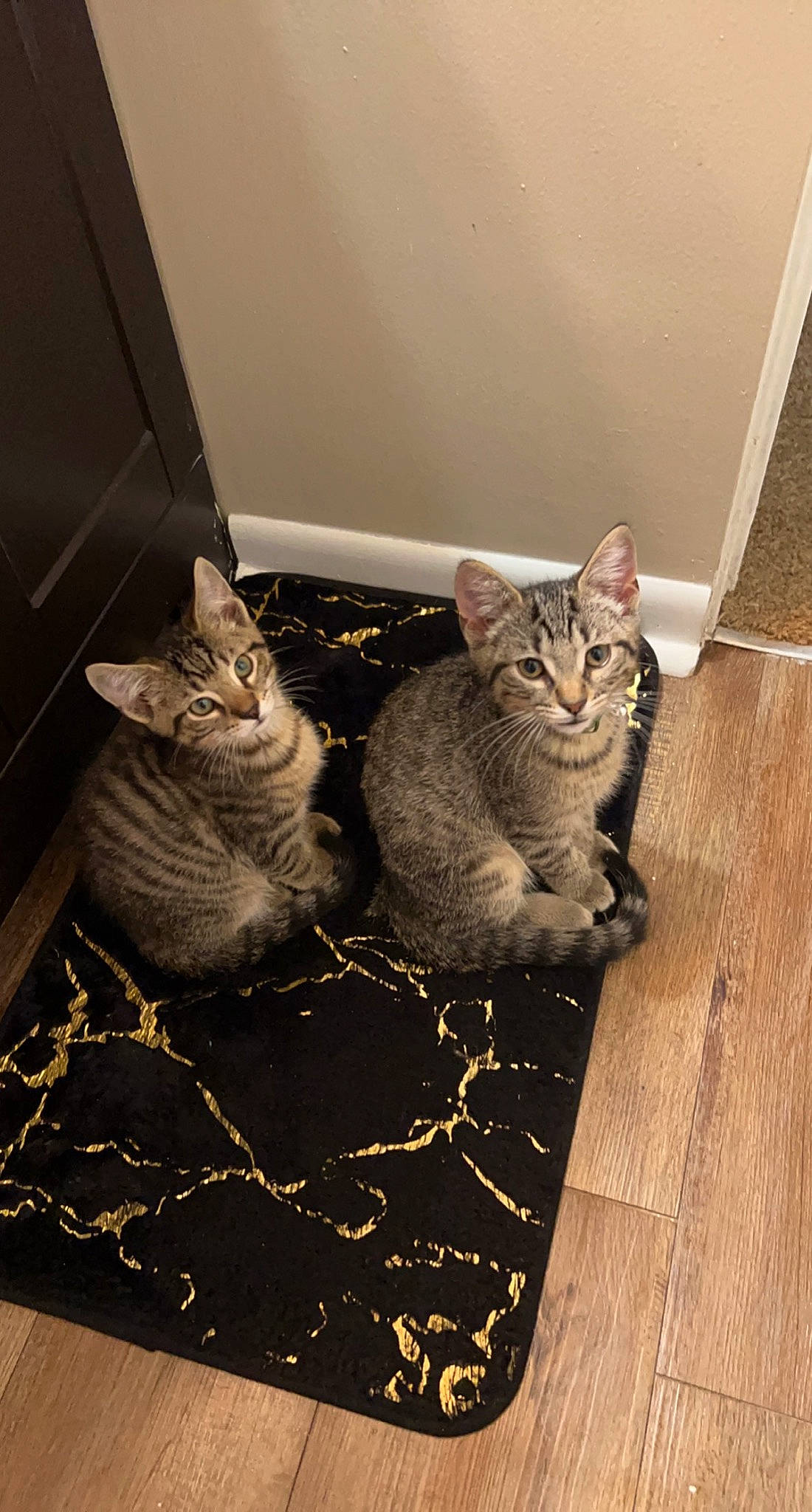 Jeffery And Louie joined the competition — help win amazing prizes! black_cat, carnivore, cat, comfort, domestic_short_haired_cat, felidae, floor, flooring, fur, grey, hardwood, mammal, paw, small_to_medium_sized_cats, snout, tail, vertebrate, whiskers, window, wood