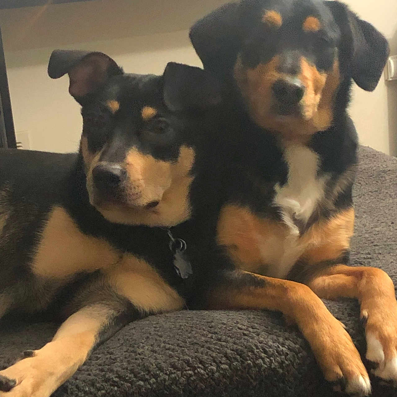 Gilly And Samwell is registered to the contest to win money with this photo: black_and_tan, blanket, canine, collar, companion, couch, dog, ears, fur, home, indoor, muzzle, pair, paws, pet, portrait, sitting, snuggling, tag, two_dogs