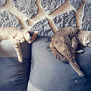 Ohana participe au concours pour gagner de l'argent avec cette photo : animal, cat, comfort, couch, cozy, domestic_cat, feline, furniture, gray_cat, home, indoor, nap, pet, relaxation, resting, sleeping, soft_light, stone_wall, striped_cat, two_cats