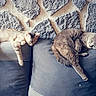 animal, cat, comfort, couch, cozy, domestic_cat, feline, furniture, gray_cat, home, indoor, nap, pet, relaxation, resting, sleeping, soft_light, stone_wall, striped_cat, two_cats