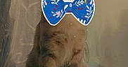 Ohana participe au concours pour gagner de l'argent avec cette photo : bow_sticker, cat, cozy, curious, curtain, ears, feline, fur, home, indoor, paws, perch, pet, portrait, sitting, soft_light, sticker, tabby, whiskers, window