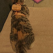 Ohana participe au concours pour gagner de l'argent avec cette photo : cat, tabby_cat, pet, harness, plush_toy, heart_sticker, blanket, bed, tiled_floor, tail, fur, back_view, indoor, cozy, wearable, patterned, soft_lighting, sleepy, resting, cute