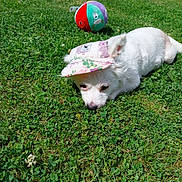 Perle participe au concours pour gagner de l'argent avec cette photo : animal, cap, cute, dog, fluffy, grass, greenery, hat, headwear, lying_down, nature, outdoor, pet, plush_ball, relaxed, small_dog, summer, sunlight, toy, white_dog