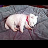 animal, bed, blanket, collar, cozy, cute, dog, domestic_animal, fur, indoors, nap, paw, pet, puppy, relaxation, resting, sleeping, small, white, young