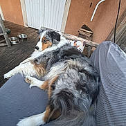 Biceptine a rejoint le concours — aidez-le/la à gagner de superbes lots ! dog, australian_shepherd, fluffy, lounging, bench, cushion, gray, wooden_floor, porch, door, shutter, relaxed, pet, fur, tail, outdoor, animal, resting, side_view, alert