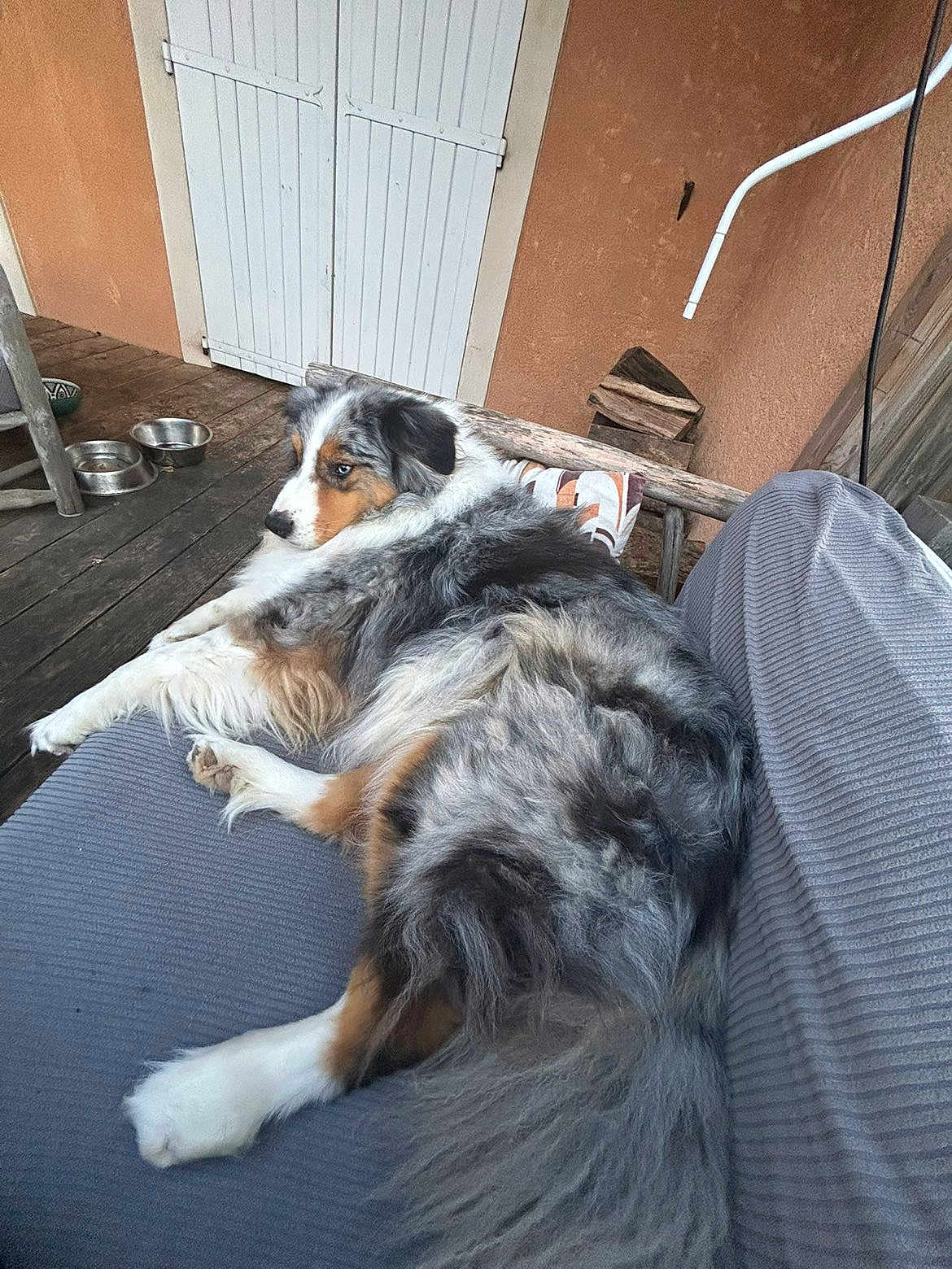 Biceptine a rejoint le concours — aidez-le/la à gagner de superbes lots ! dog, australian_shepherd, fluffy, lounging, bench, cushion, gray, wooden_floor, porch, door, shutter, relaxed, pet, fur, tail, outdoor, animal, resting, side_view, alert