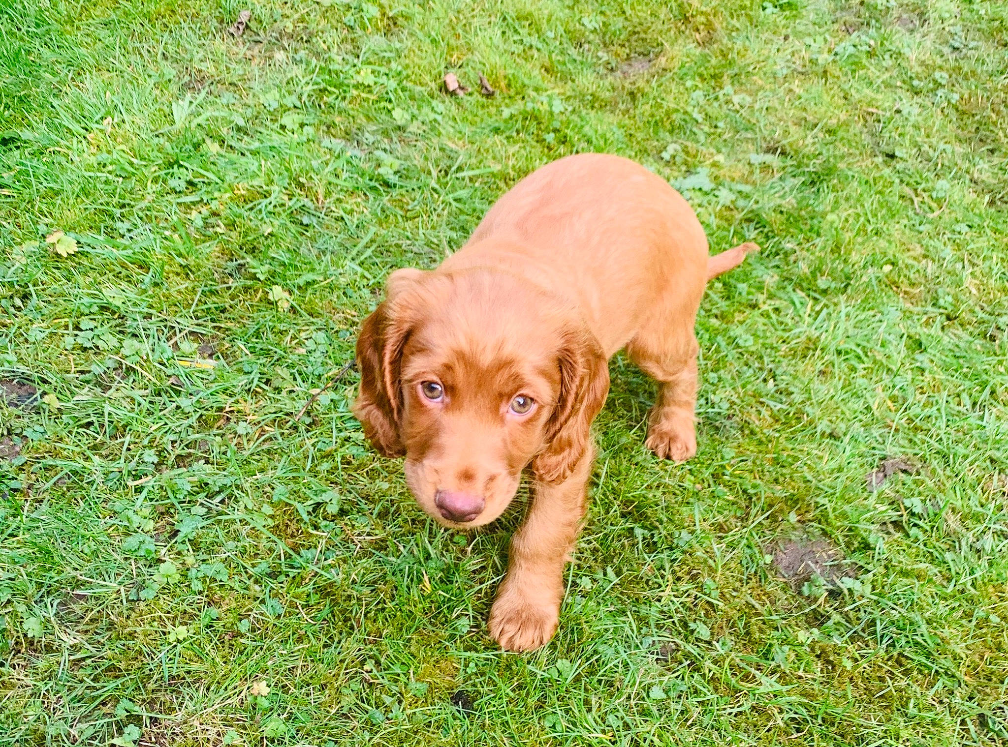 Archie joined the competition — help win amazing prizes! canidae, carnivore, companion_dog, dog, dog_breed, grass, liver, mammal, puppy, sporting_group, vertebrate