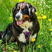 Shiva participe au concours pour gagner de l'argent avec cette photo : dog, bernese_mountain_dog, grass, dandelion, flower, outdoor, nature, pet, canine, summer, greenery, animal, tongue_out, happy, fur, muzzle, field, sunlight, sitting, daytime