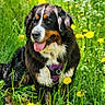 dog, bernese_mountain_dog, grass, dandelion, flower, outdoor, nature, pet, canine, summer, greenery, animal, tongue_out, happy, fur, muzzle, field, sunlight, sitting, daytime