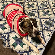 Cera joined the competition — help win amazing prizes! animal, bed, black, brown, canine, carpet, comfort, cozy, dog, fur, indoor, lying_down, patterned, pet, quilt, relaxed, snug, sweater, warm, white