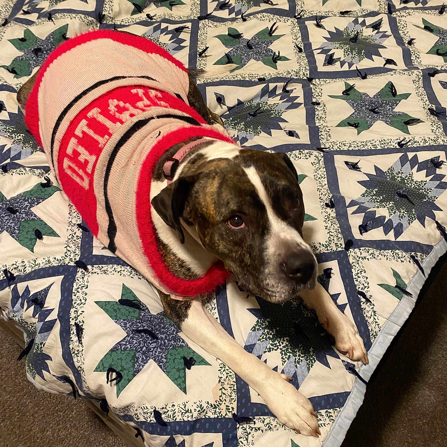 Cera joined the competition — help win amazing prizes! animal, bed, black, brown, canine, carpet, comfort, cozy, dog, fur, indoor, lying_down, patterned, pet, quilt, relaxed, snug, sweater, warm, white