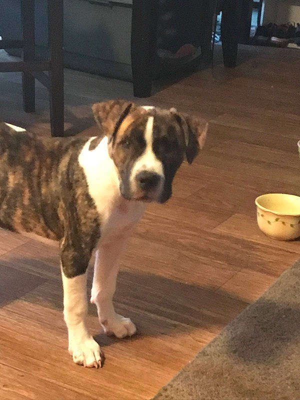 Cera joined the competition — help win amazing prizes! building, canidae, carnivore, companion_dog, dog, dog_breed, fawn, floor, flooring, fur, hardwood, house, laminate_flooring, porch, snout, tail, wood, wood_flooring, wood_stain, working_animal