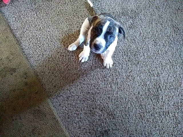 Cera is registered to the contest to win money with this photo: asphalt, ball, canidae, carnivore, companion_dog, dog, dog_breed, fawn, flooring, hardwood, hound, non_sporting_group, paw, road_surface, scent_hound, snout, sporting_group, tail, toy_dog, wood