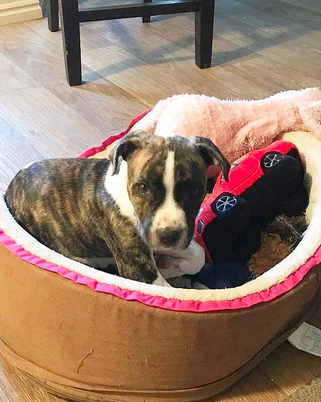 Cera is registered to the contest to win money with this photo: canidae, carnivore, circle, collar, comfort, companion_dog, dog, dog_bed, dog_breed, dog_collar, dog_supply, fawn, flooring, fur, hardwood, pet_supply, snout, sporting_group, wood, working_animal