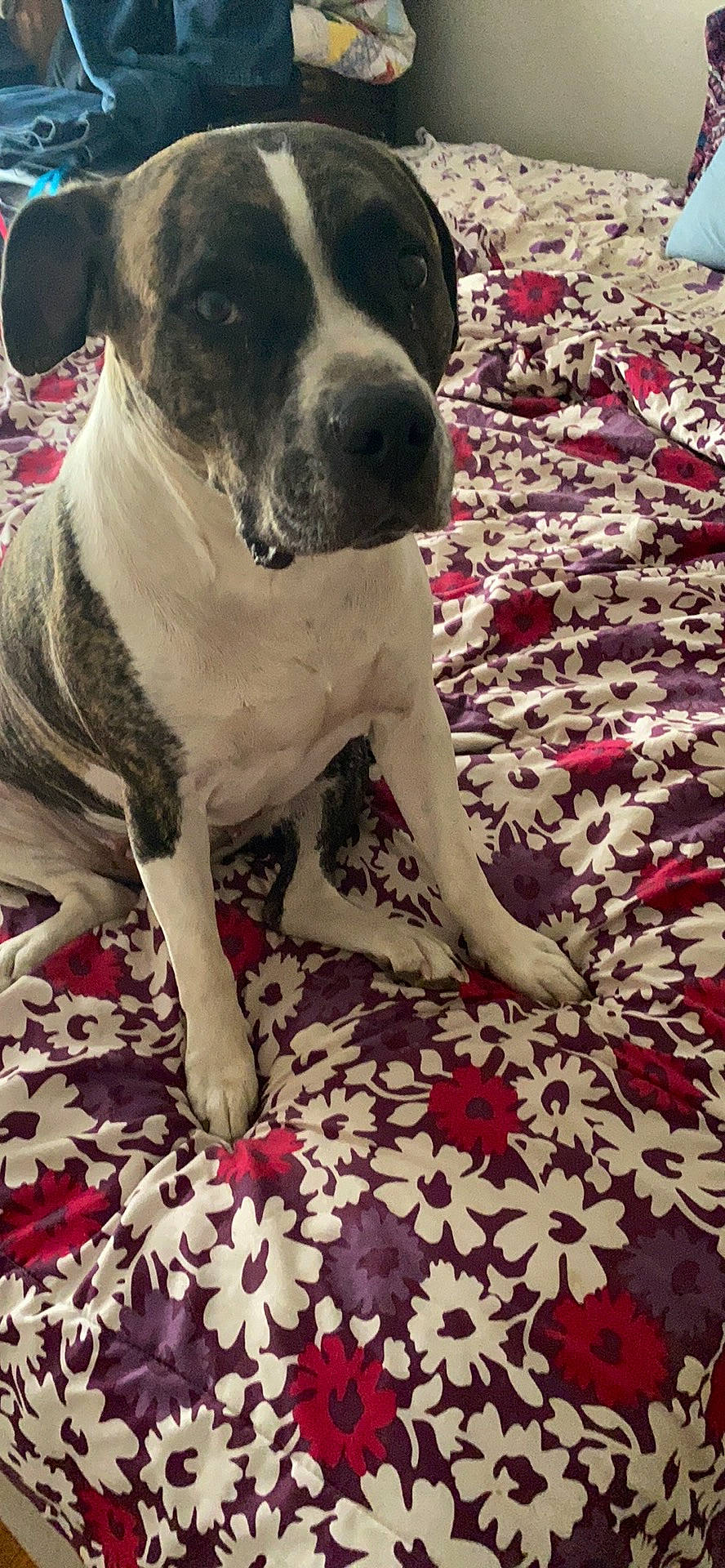 Cera joined the competition — help win amazing prizes! canidae, carmine, carnivore, collar, comfort, companion_dog, dog, dog_breed, dog_collar, fawn, flooring, magenta, pattern, pet_supply, snout, sporting_group, tail, water, whiskers, working_animal