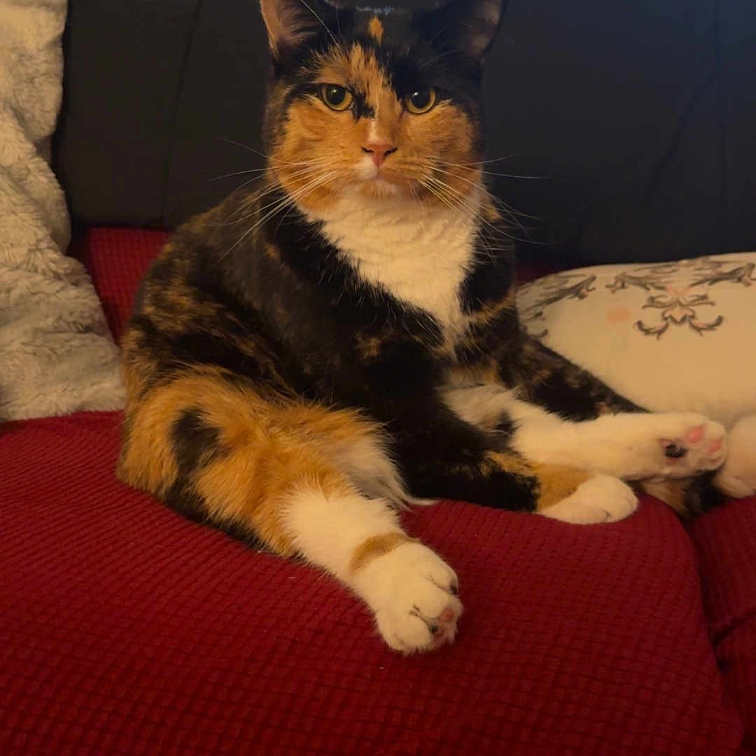 Chex Mix joined the competition — help win amazing prizes! animal, architecture, building, cat, chair, couch, cushion, furniture, hardwood, homedecor, indoors, interiordesign, kitten, livingroom, manx, pet, photoframe, plant, room, wood