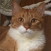 Tigger joined the competition — help win amazing prizes!