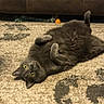 Cat joined the competition — help win amazing prizes! cat, gray_cat, carpet, indoor, furniture, sofa, blanket, pet, animal, fluffy, cute, relaxed, wide_eyes, lying_down, paws_up, home, cozy, playful, curled_paws, living_room