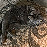 Cat is registered to the contest to win money with this photo: cat, gray_cat, pet, animal, carpet, floor, toy, wrapping_paper, indoor, curious, feline, paw, yellow_eyes, relaxed, lying_down, fur, whiskers, home, playful, cute