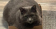 Cat joined the competition — help win amazing prizes! cat, gray_cat, cardboard_box, flooring, wood_floor, rug, indoor, pet, animal, feline, cute, plump, sitting, looking_up, curious, whiskers, ears, face, fur, domestic_cat