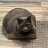 cat, gray_cat, cardboard_box, flooring, wood_floor, rug, indoor, pet, animal, feline, cute, plump, sitting, looking_up, curious, whiskers, ears, face, fur, domestic_cat