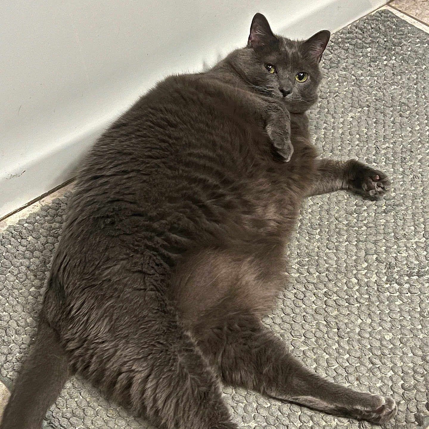 Cat joined the competition — help win amazing prizes! cat, gray_cat, fluffy, pet, animal, indoor, floor, rug, relaxed, lying_down, curious, paw, whiskers, ears, tail, feline, cute, home, cozy, mammal