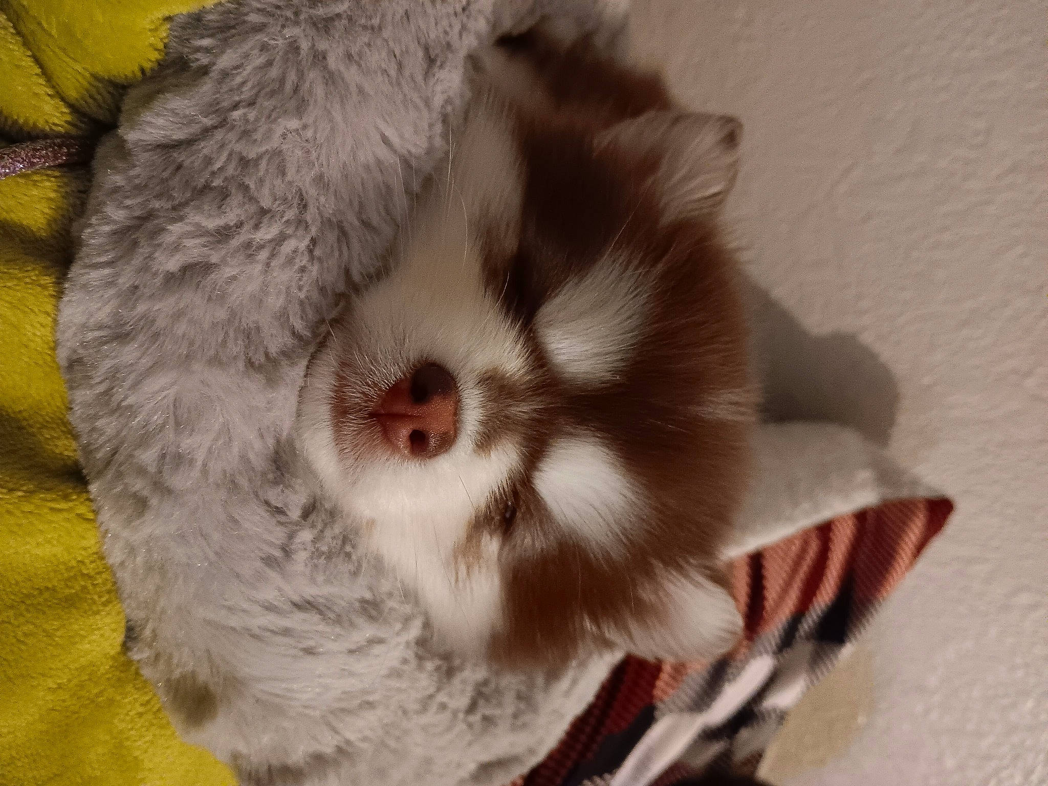 Foxy joined the competition — help win amazing prizes! canidae, carnivore, claw, companion_dog, dog_breed, eyelash, fawn, felidae, fur, paw, plant, small_to_medium_sized_cats, snout, sporting_group, terrestrial_animal, tree, whiskers, wildlife