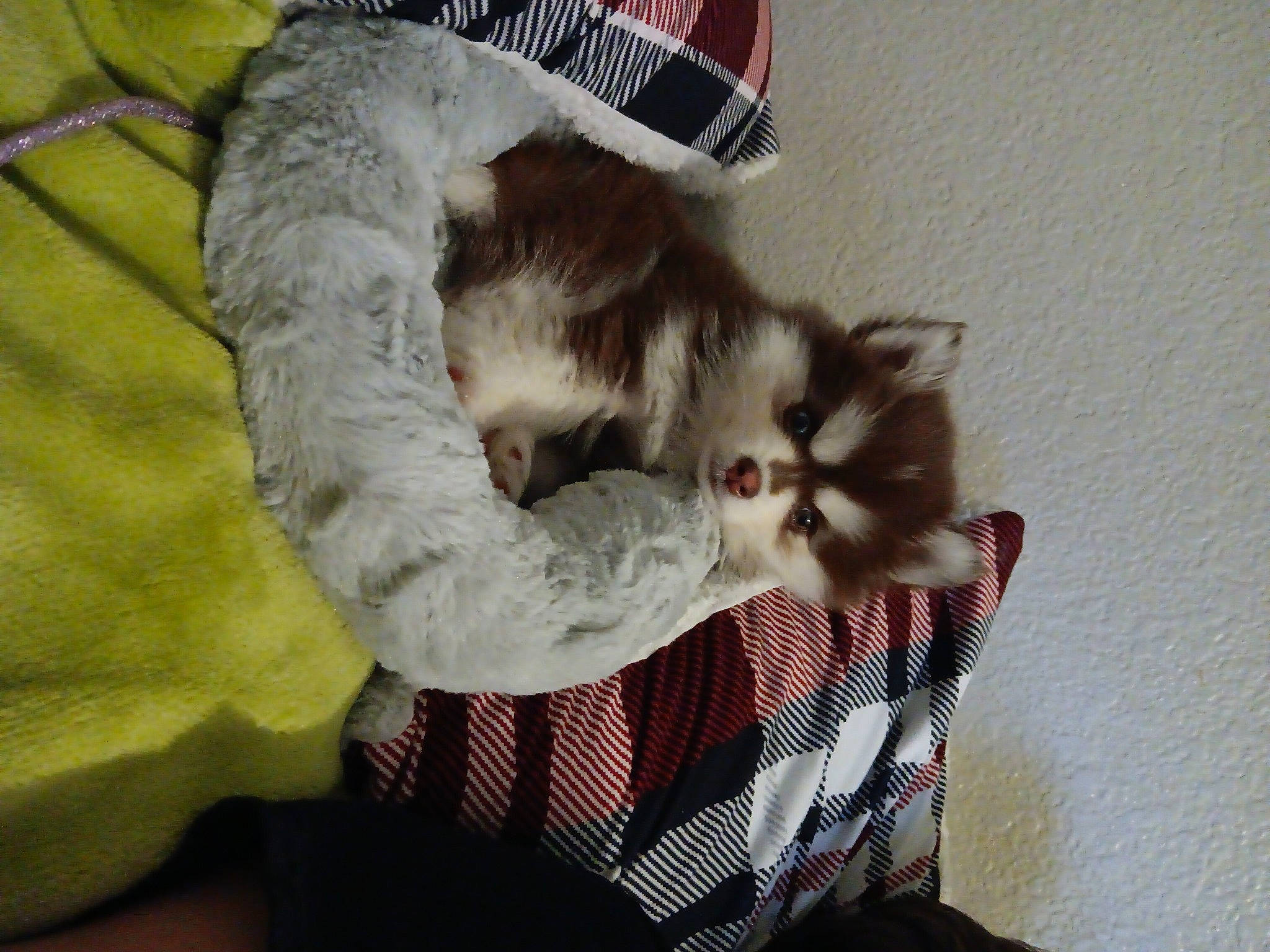 Foxy joined the competition — help win amazing prizes! canidae, carnivore, cat, claw, comfort, companion_dog, dog_breed, domestic_short_haired_cat, fawn, felidae, fur, nap, pattern, paw, photo_caption, small_to_medium_sized_cats, tail, tartan, whiskers