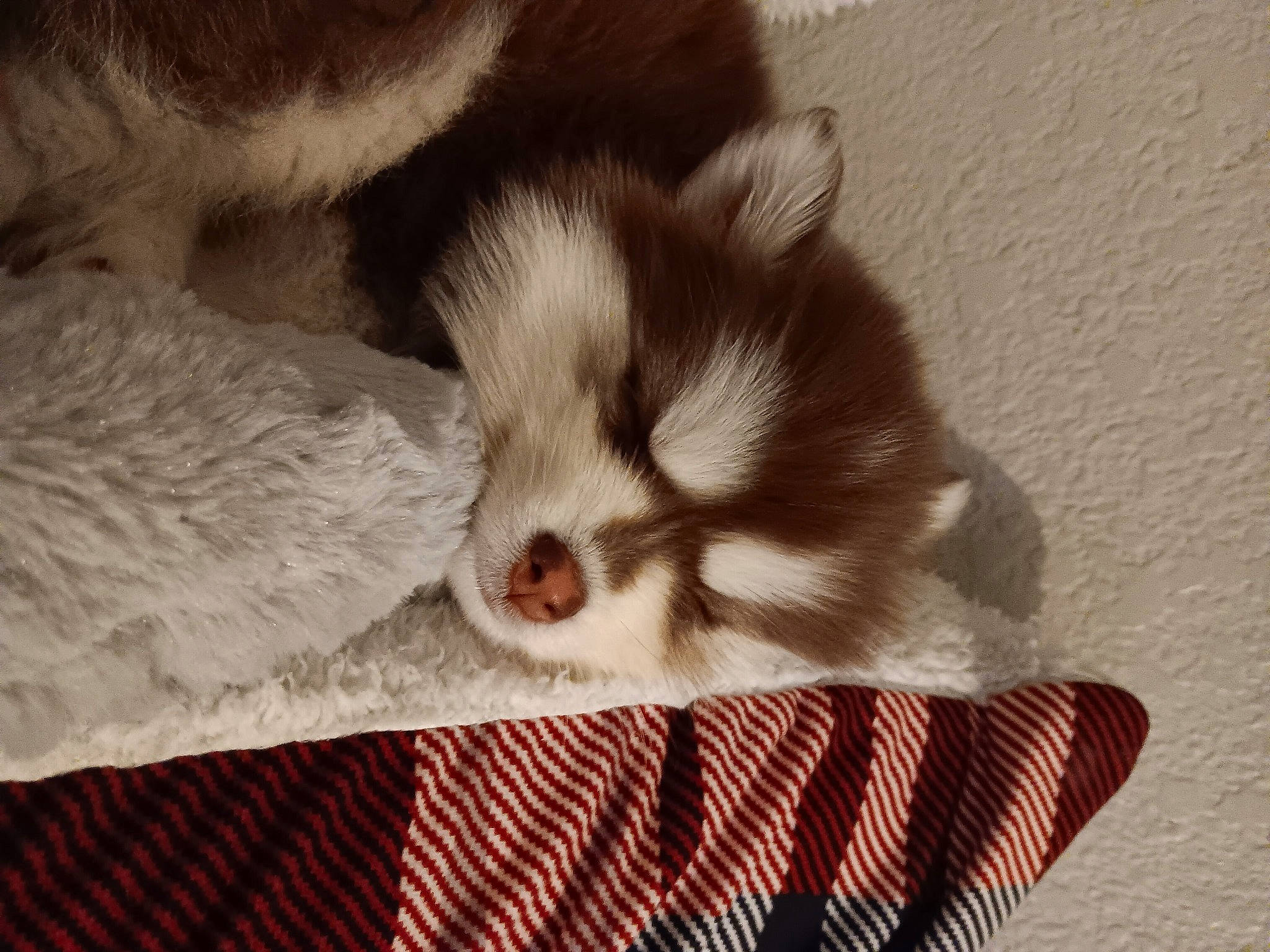 Foxy joined the competition — help win amazing prizes! carnivore, comfort, companion_dog, dog, dog_breed, felidae, fur, nap, paw, small_to_medium_sized_cats, terrestrial_animal, toy_dog, whiskers, wood, working_animal