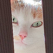 Ynaïa a rejoint le concours — aidez-le/la à gagner de superbes lots ! animal, cat, close_up, curious, cute, domestic_cat, face, feline, fur, green_eyes, indoors, mischievous, narrow_gap, peeking, pet, pink_nose, portrait, soft_light, whiskers, wood