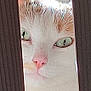 animal, cat, close_up, curious, cute, domestic_cat, face, feline, fur, green_eyes, indoors, mischievous, narrow_gap, peeking, pet, pink_nose, portrait, soft_light, whiskers, wood