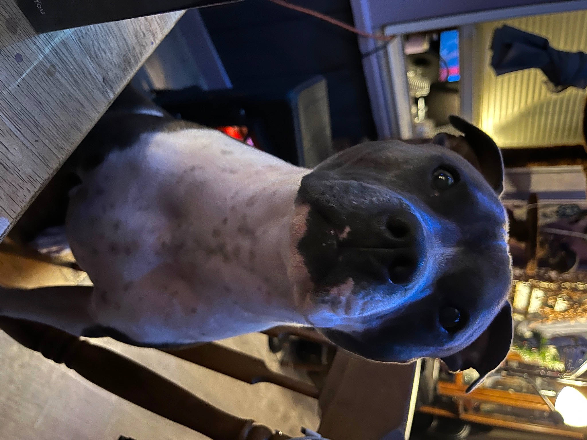 Blue is registered to the contest to win money with this photo: carnivore, dog_breed, electric_blue, metal, non_sporting_group, snout, whiskers, working_animal