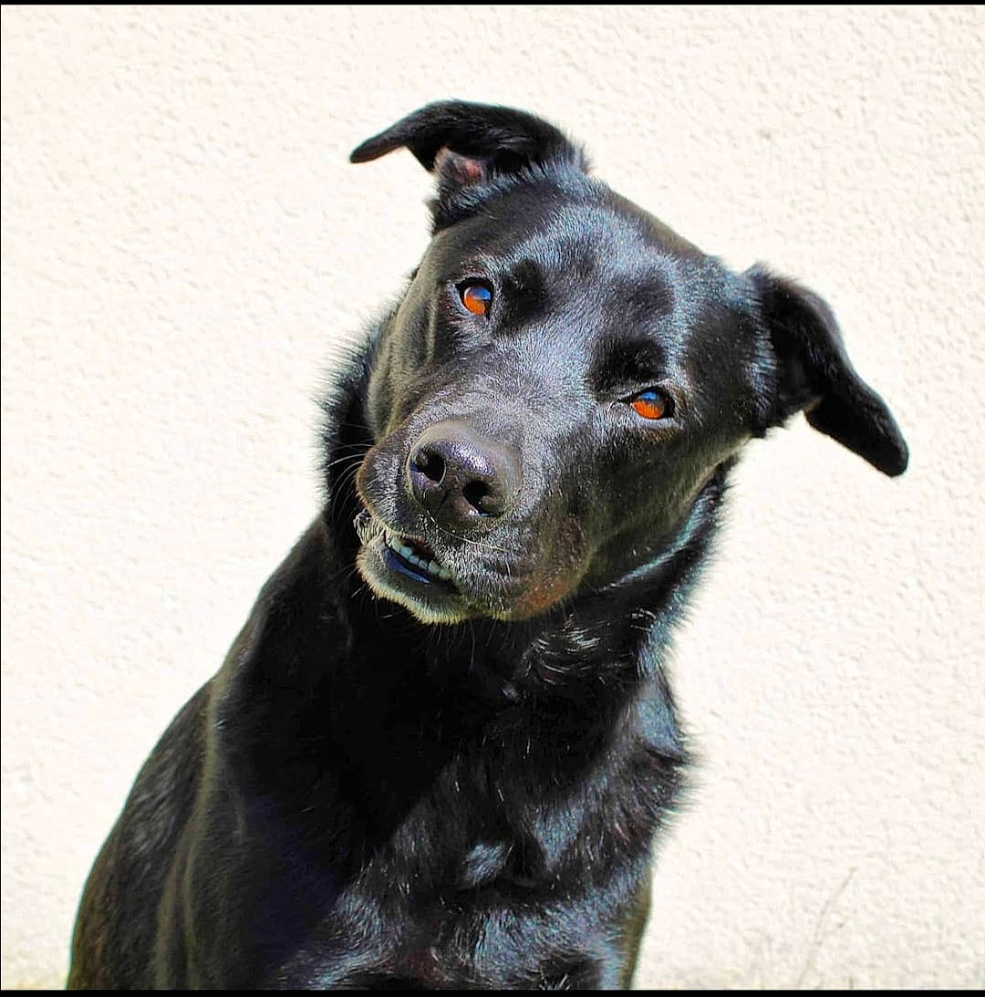 Meo participe au concours pour gagner de l'argent avec cette photo : borador, canidae, carnivore, companion_dog, dog, dog_breed, dog_collar, eye, fur, labrador_retriever, mammal, nose, patterdale_terrier, puppy, rare_breed_dog, retriever, snout, sporting_group, vertebrate, whiskers