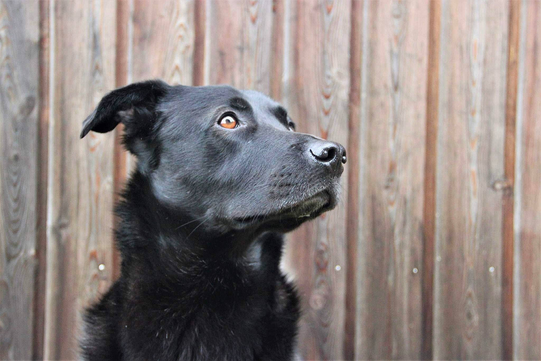 Meo participe au concours pour gagner de l'argent avec cette photo : black, borador, canidae, carnivore, dog, dog_breed, flat_coated_retriever, labrador_retriever, mammal, retriever, snout, sporting_group, street_dog