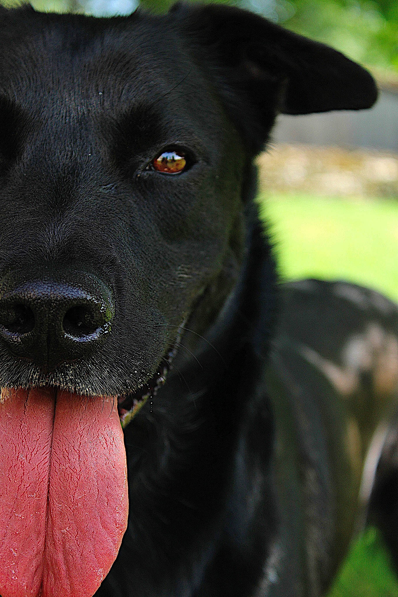 Meo a rejoint le concours — aidez-le/la à gagner de superbes lots ! borador, canidae, carnivore, companion_dog, dog, dog_breed, dog_collar, formosan_mountain_dog, gladiolus, grass, hunting_dog, labrador_retriever, mammal, nose, patterdale_terrier, plant, puppy, rare_breed_dog, snout, sporting_group