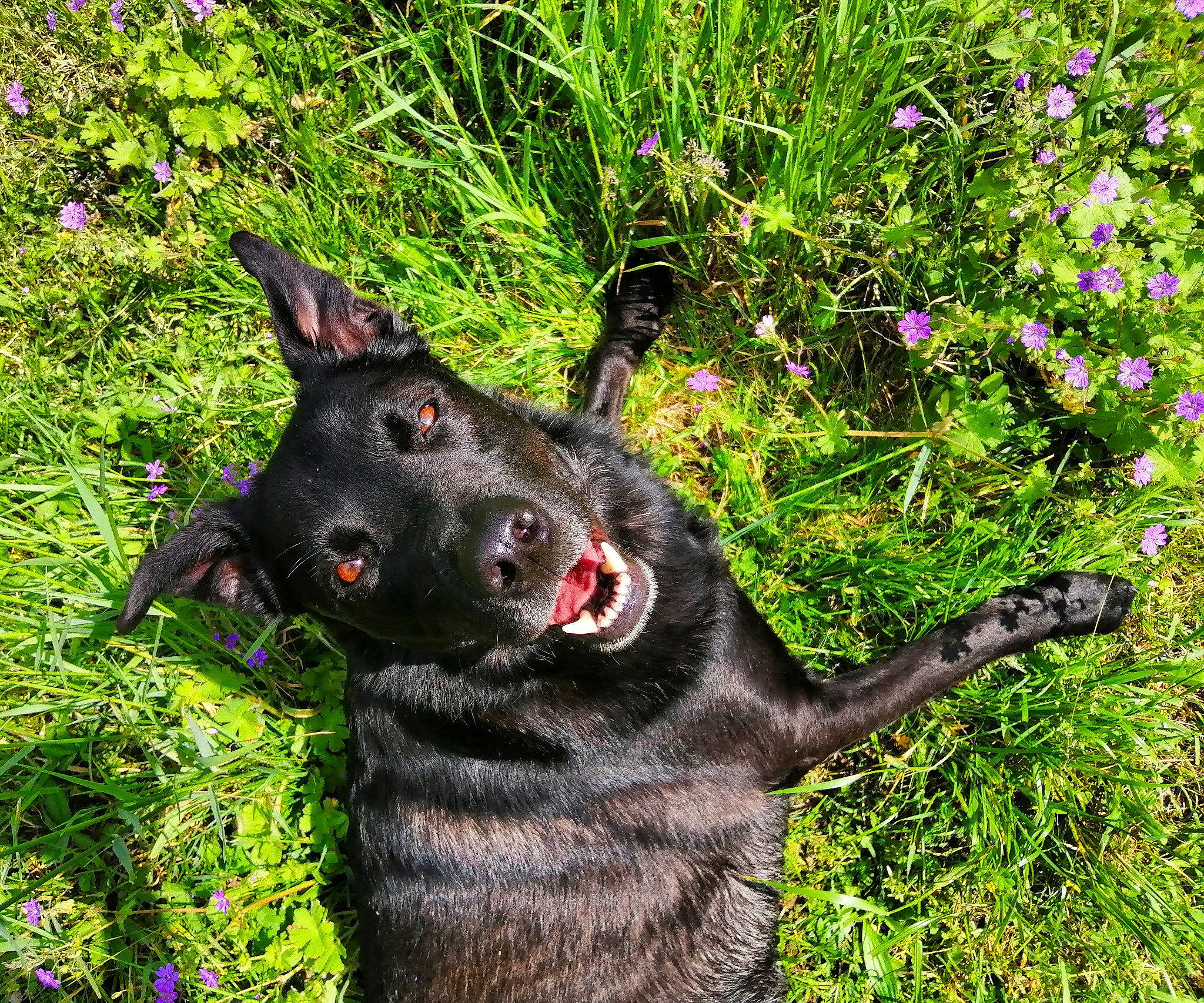 Meo participe au concours pour gagner de l'argent avec cette photo : australian_kelpie, black_norwegian_elkhound, canidae, carnivore, dog, dog_breed, dutch_shepherd_dog, flower, formosan_mountain_dog, gladiolus, grass, mammal, plant, rare_breed_dog, snout, sporting_group, vertebrate