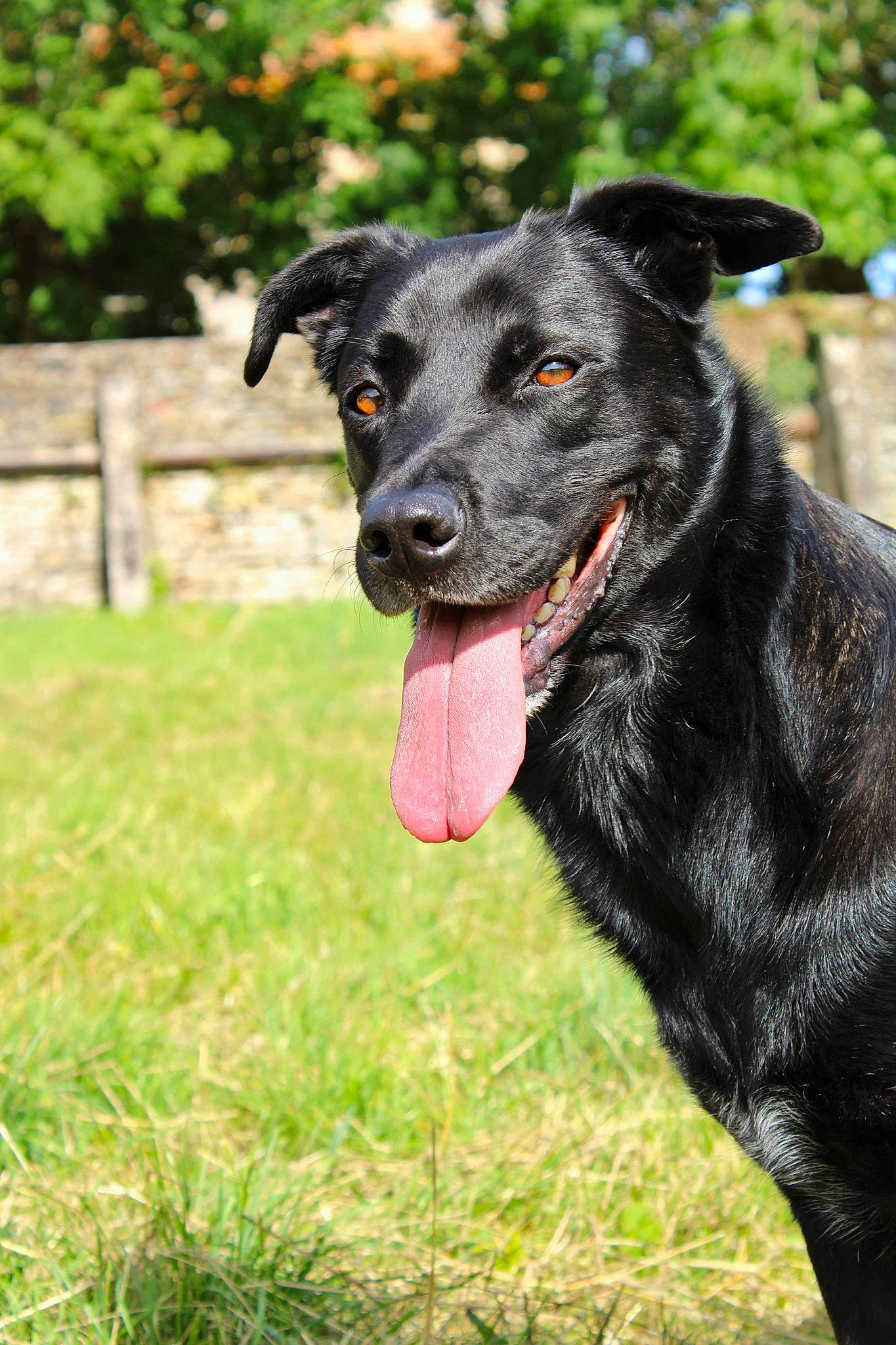 Meo a rejoint le concours — aidez-le/la à gagner de superbes lots ! borador, canidae, carnivore, dog, dog_breed, flower, gladiolus, grass, labrador_retriever, mammal, patterdale_terrier, plant, rare_breed_dog, snout, sporting_group, vertebrate