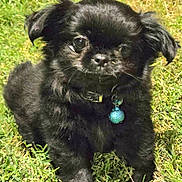 Onyx is registered to the contest to win money with this photo: puppy, dog, black_dog, grass, outdoor, collar, tag, pet, animal, cute, young_dog, fur, small_dog, canine, nature, sunlight, closeup, standing, adorable, portrait