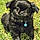 Onyx