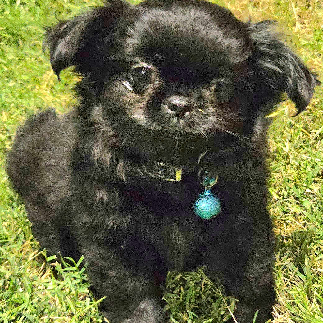 Onyx is registered to the contest to win money with this photo: adorable, animal, black_dog, canine, closeup, collar, cute, dog, fur, grass, nature, outdoor, pet, portrait, puppy, small_dog, standing, sunlight, tag, young_dog