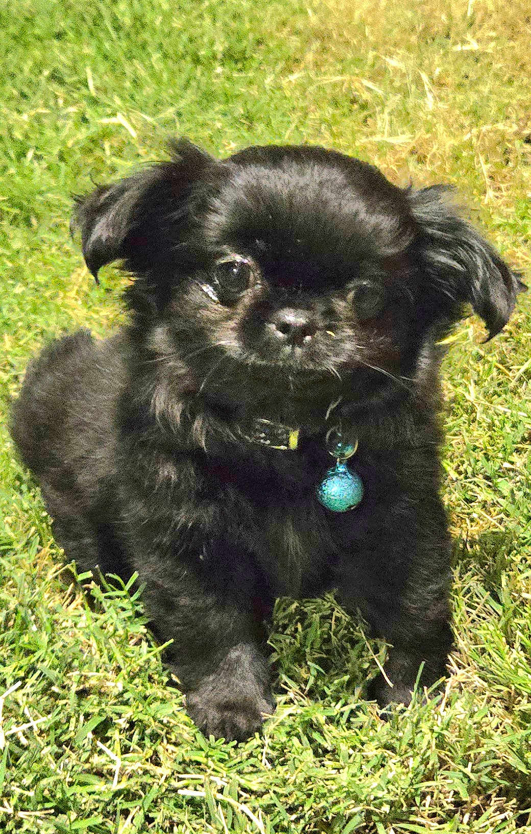 Onyx is registered to the contest to win money with this photo: puppy, dog, black_dog, grass, outdoor, collar, tag, pet, animal, cute, young_dog, fur, small_dog, canine, nature, sunlight, closeup, standing, adorable, portrait